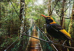 lamington national park